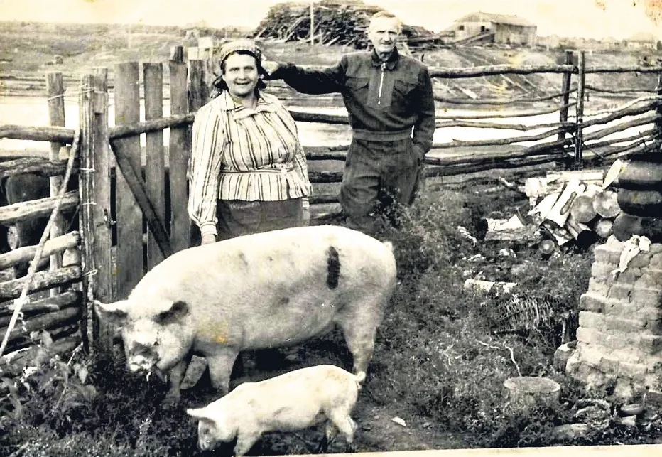 ŠAJĀ FOTO 1956. GADĀ Eduards un Marta Grīnšteini iemūžināti izsūtījuma vietā Sibīrijā. Arī tur viņi ar savu piemājas saimniecību pierādīja, ka ir prasmīgi, strādīgi un darbā rod dzīvessparu.
Autors: FOTO: NO GUNTA GRĪNŠTEINA PERSONISKĀ ARHĪVA