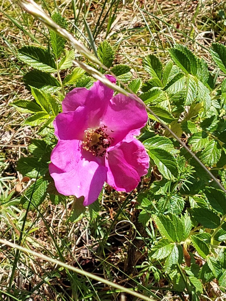 Autors: Foto: Pārsla Konrāde