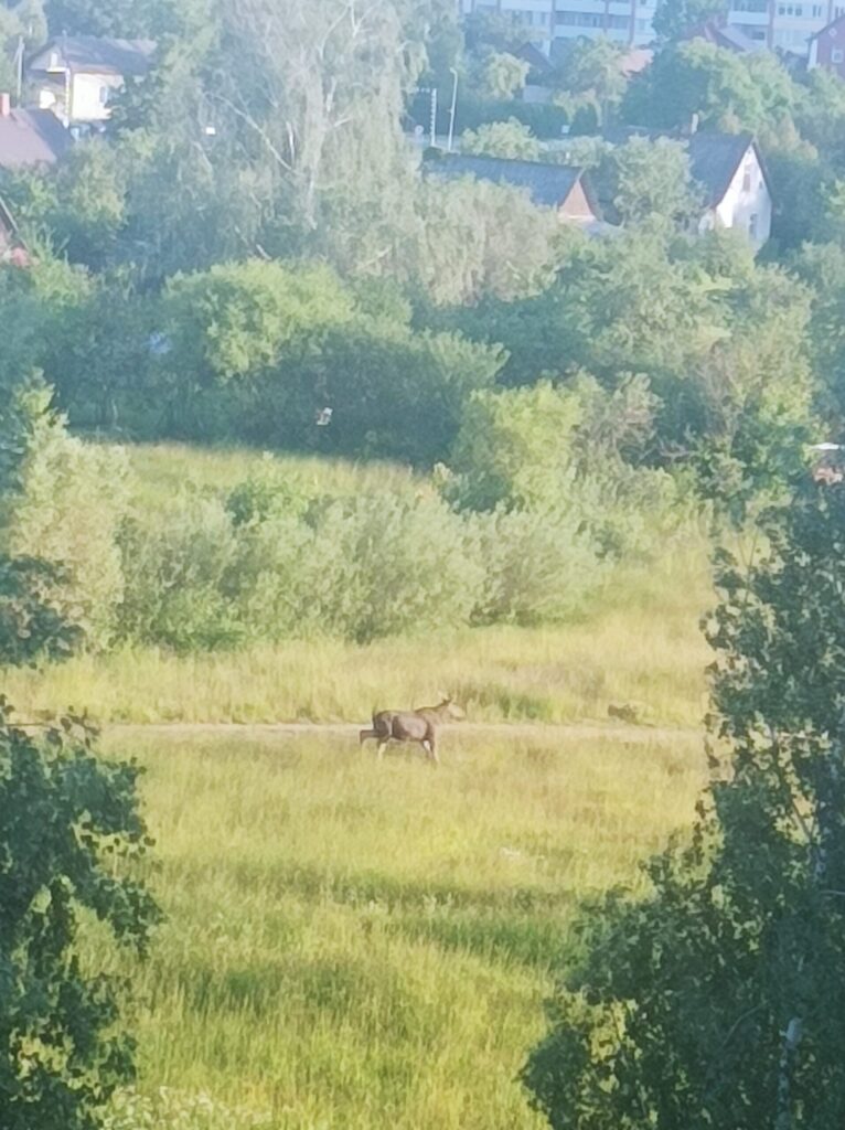 Dzirkstele.lv raksta attēla aizvietotājs