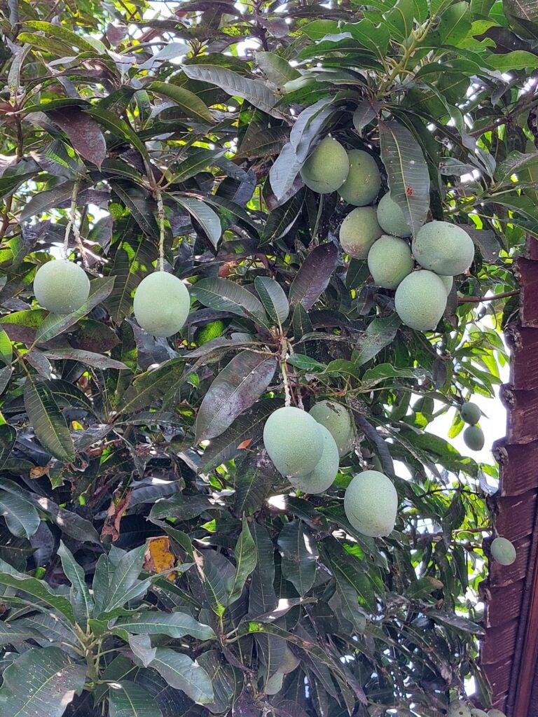 Mango.
Autors: Foto: Pārsla Konrāde