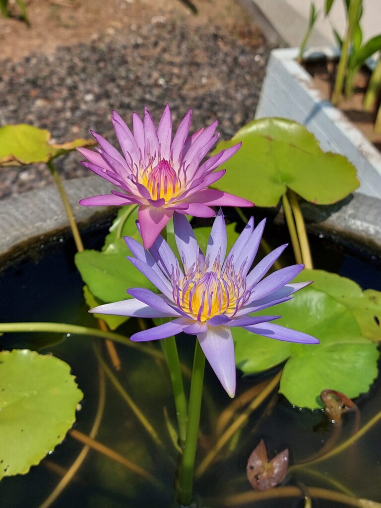 Autors: Foto: Pārsla Konrāde