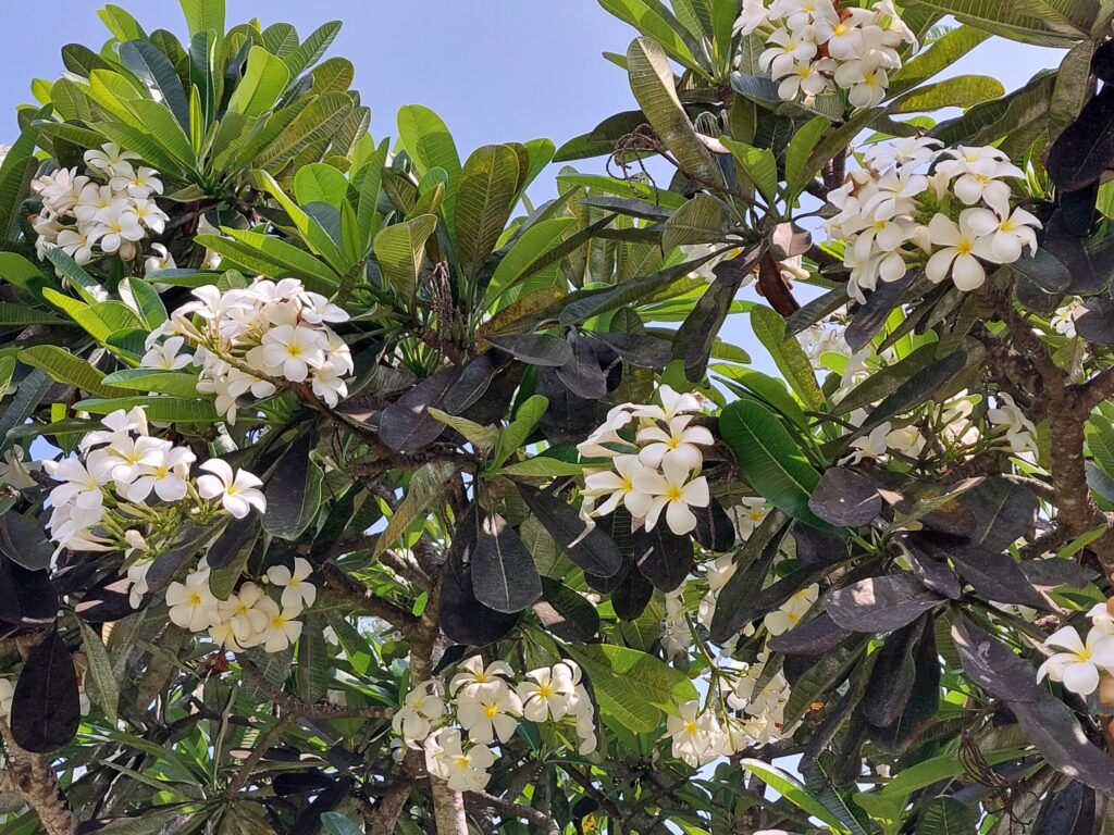 Plumērija.
Autors: Foto: Pārsla Konrāde