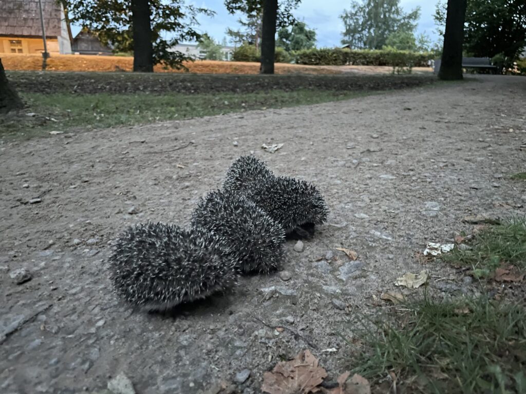 Dzirkstele.lv raksta attēla aizvietotājs