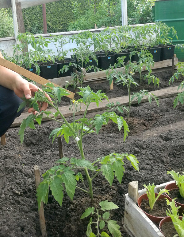 Dzirkstele.lv raksta attēla aizvietotājs