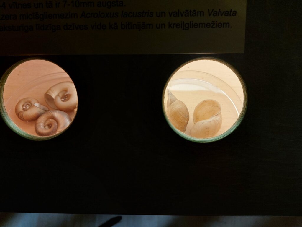 Autors: Foto: Pārsla Konrāde