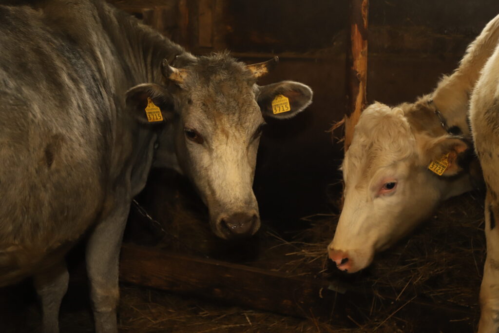 “ZILĀ GOTIŅA ir ar raksturu,” saka Inese Kļaviņa.
Autors: Foto: Gatis Bogdanovs