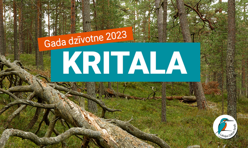 Dzirkstele.lv raksta attēla aizvietotājs