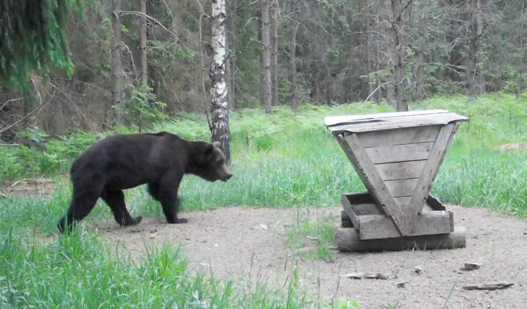 LĀCIS LITENĒ nogaršo arī graudus un cenšas izpētīt, vai barotavā nav kas aizķēries.
Autors: FOTO: NO JĀŅA NEILANDA PERSONISKĀ ARHĪVA