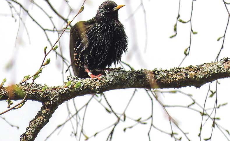 Mājas strazds (Sturnus vulgaris).
Autors: foto: Ance Priedniece