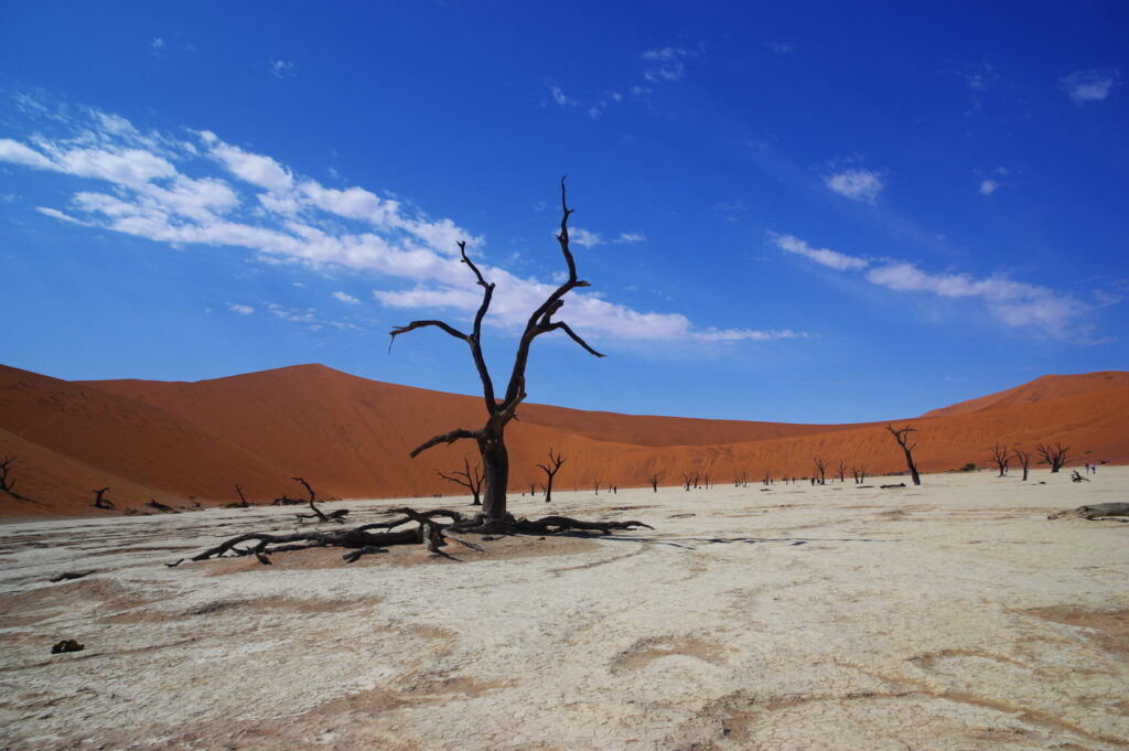 Sossusvlei reģionā atrodas Mirušais purvs (Deadvlei) - skaista izžuvusi ezera panna ar baltu fonu un ar dažiem sausiem kokiem, kas, domājams, ir miruši pirms 700 gadiem. Virs Mirušā purva paceļas 350 metrus augstas kāpas, bet lejā uz baltās izžuvušās virsmas slejas septiņus gadsimtus veci koki. 
Autors: Foto: no Laimoņa Aumeistera privātā arhīva
