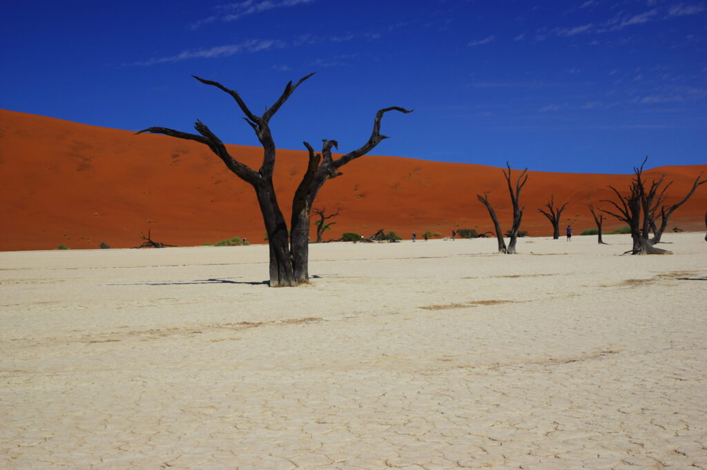 Sossusvlei reģionā atrodas Mirušais purvs (Deadvlei) - skaista izžuvusi ezera panna ar baltu fonu un ar dažiem sausiem kokiem, kas, domājams, ir miruši pirms 700 gadiem. Virs Mirušā purva paceļas 350 metrus augstas kāpas, bet lejā uz baltās izžuvušās virsmas slejas septiņus gadsimtus veci koki. 
Autors: Foto: no Laimoņa Aumeistera privātā arhīva