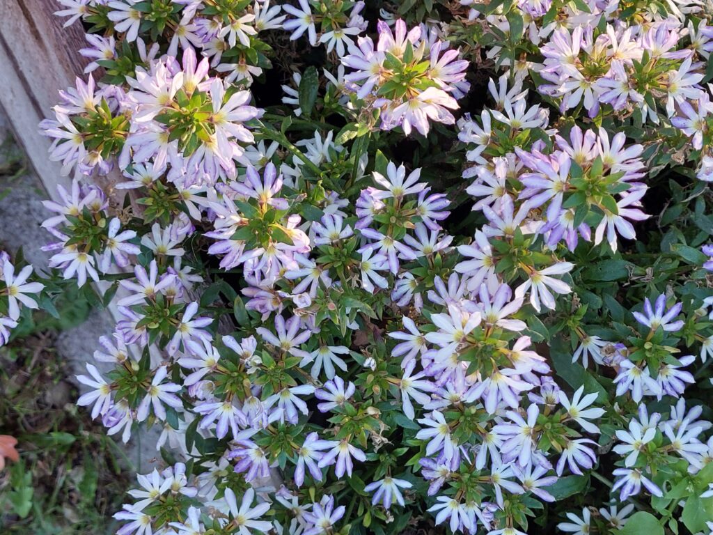 Autors: Foto: Pārsla Konrāde