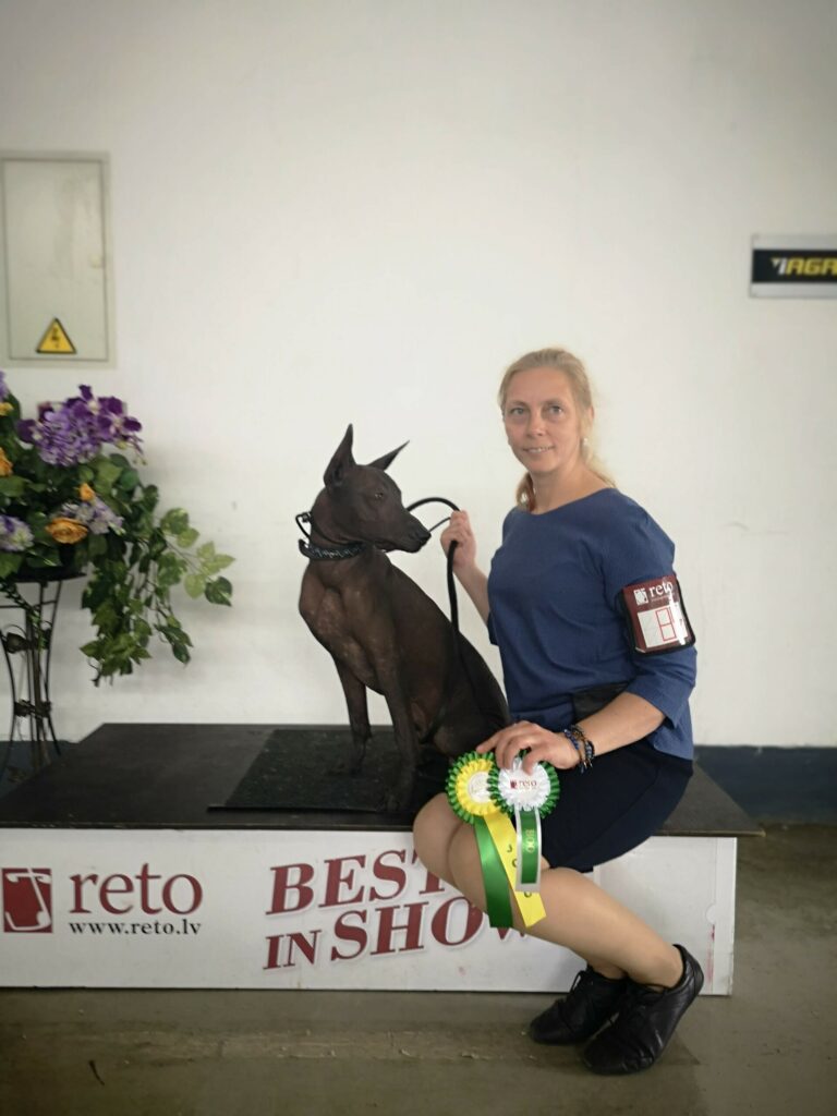 Pats jaunākais no četrkājainajiem draugiem. Gadu vecais meksikāņu kailais suns Mango ir Sintijas mīļdzīvnieks (abi attēlā). Viņš jau guvis pirmo pieredzi pasākumos, demonstrē paklausību, prasmes. Ieguvis Latvijas juniora čempiona titulu. Mango labi saprotas ar Elvisa suņiem senioriem Marčello un Odiju. 
Autors: Foto: no personiska arhīva