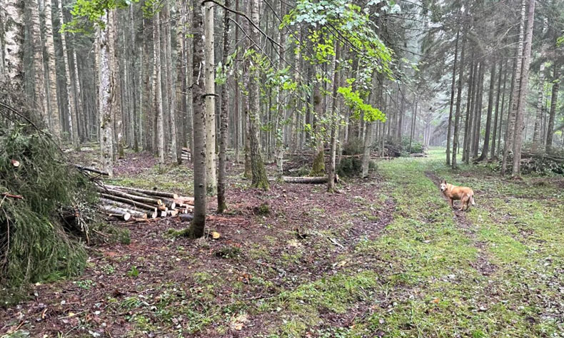 Dzirkstele.lv raksta attēla aizvietotājs