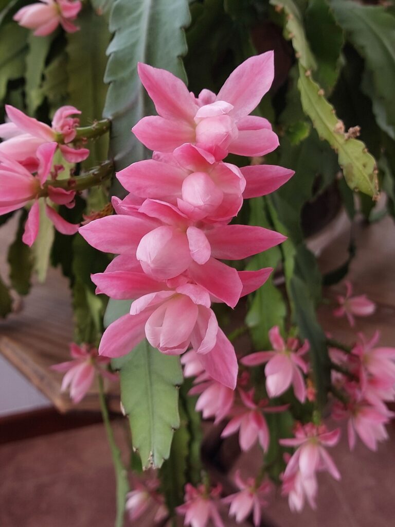 Autors: Foto: Pārsla Konrāde