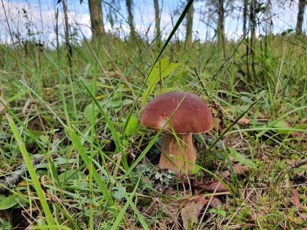 Dzirkstele.lv raksta attēla aizvietotājs