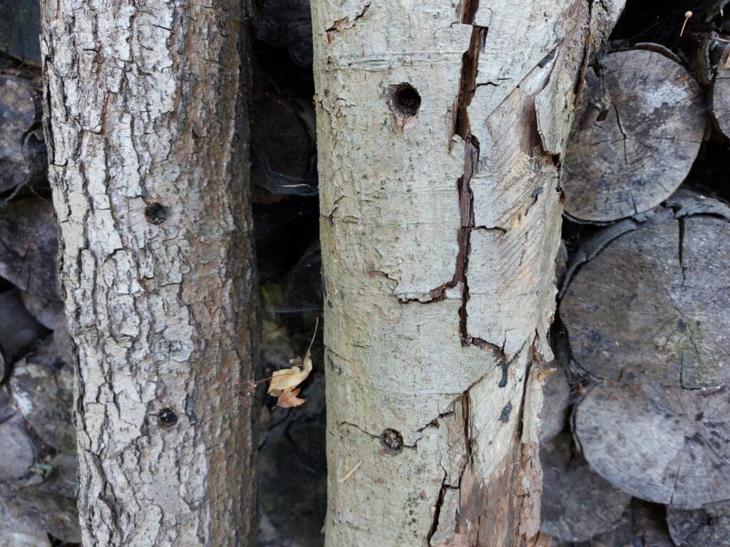 Autors: Foto: Pārsla Konrāde