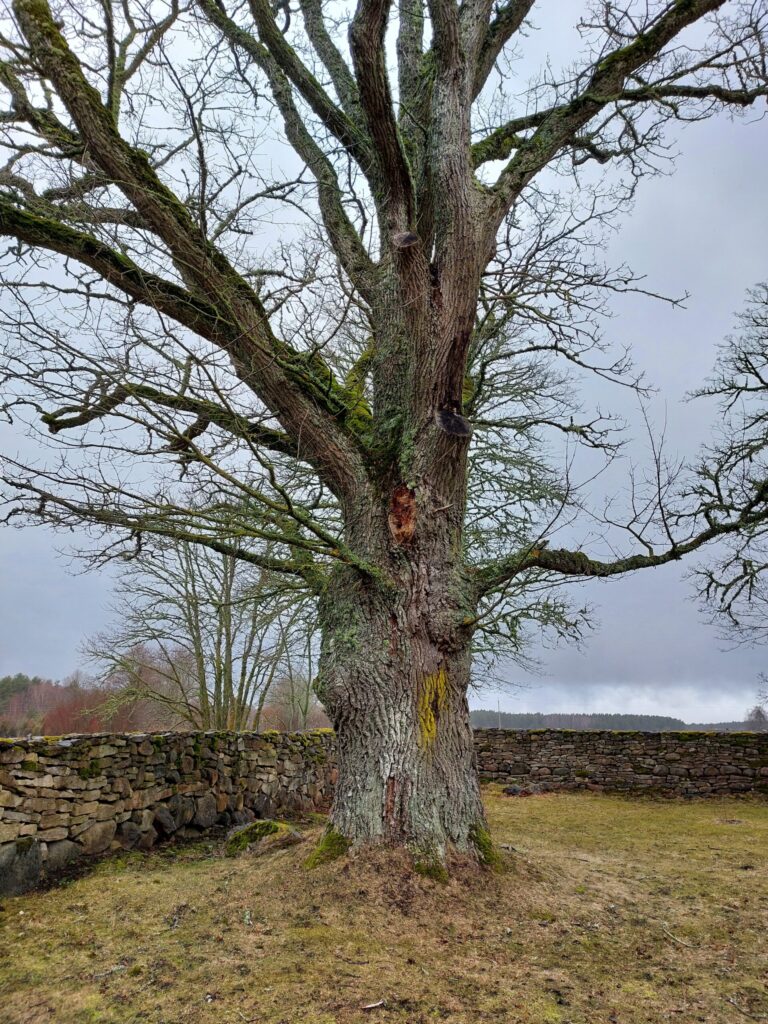 Autors: Foto: Pārsla Konrāde