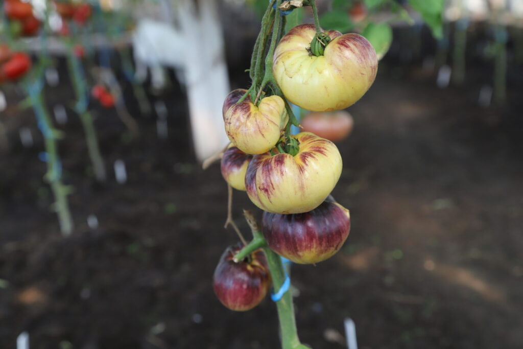 'Purpura rīts'