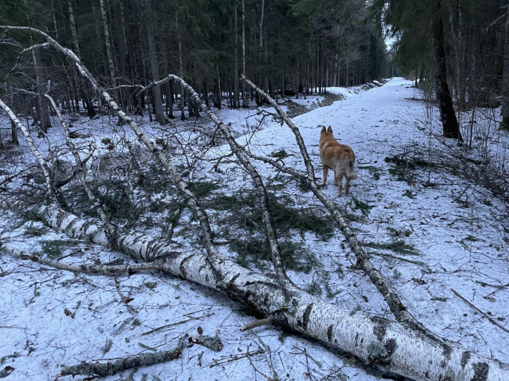Dzirkstele.lv raksta attēla aizvietotājs